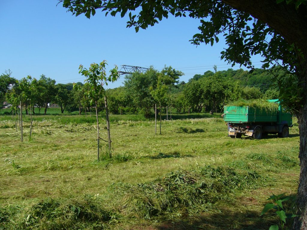 Streuobstwiese Merlach