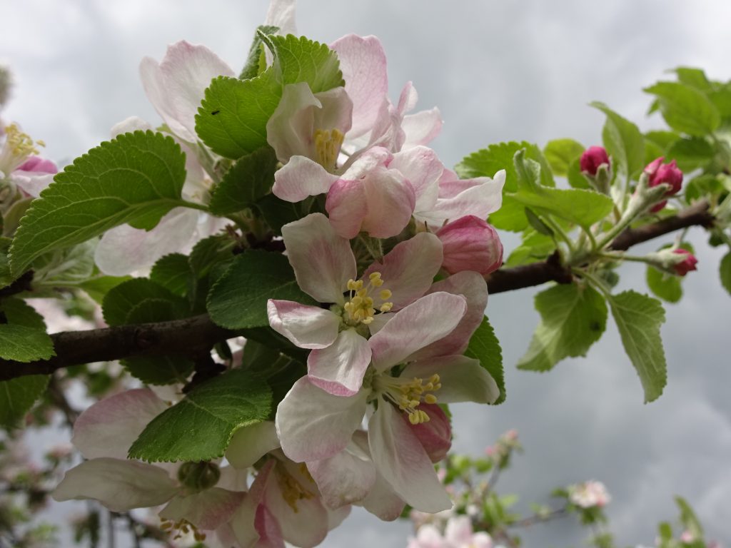 Obstblüte