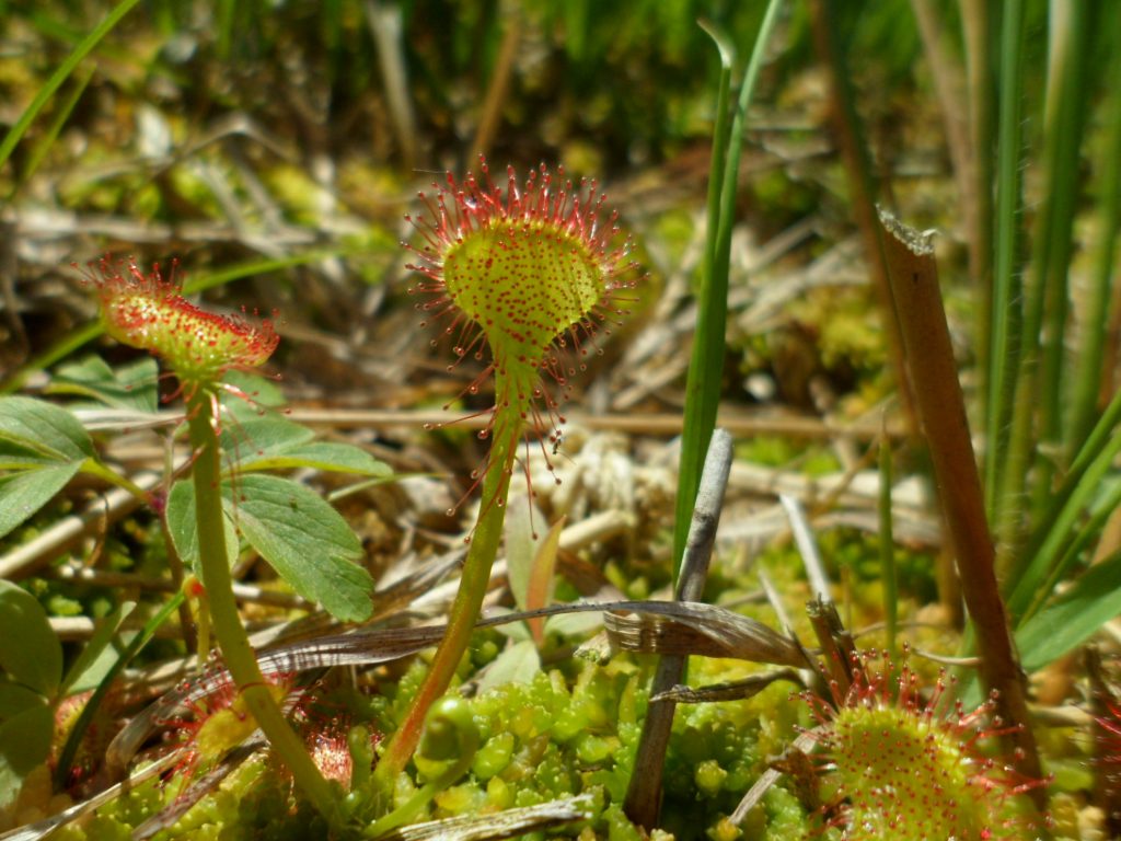 Sonnentau im Moor Brandrübel